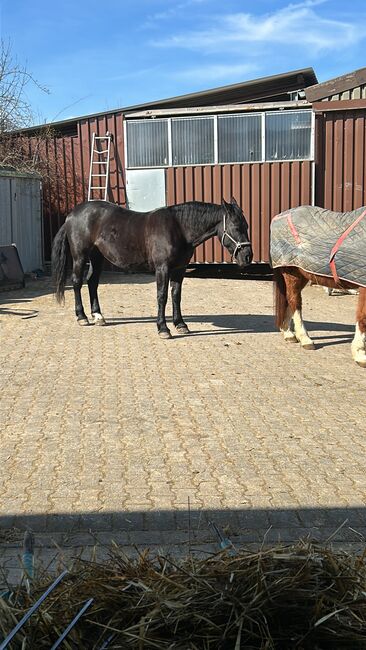 Schwere Warmblutstute zu verkaufen, Svea Schneider, Pferd kaufen, Hünstetten, Abbildung 3