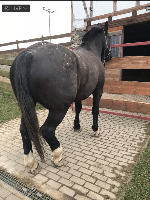 Schweres Warmblut Noriker Mix, Christin Fischer, Pferd kaufen, Großschirma , Abbildung 5