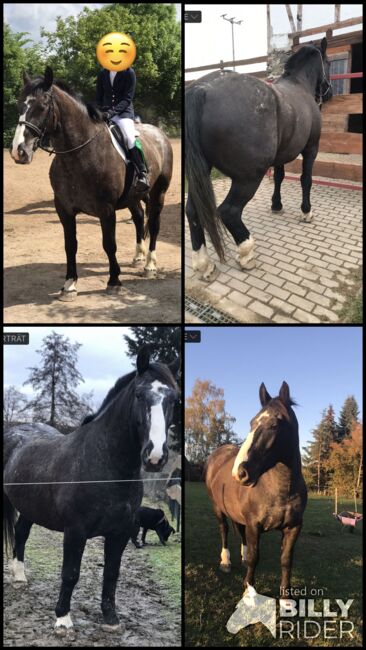 Schweres Warmblut Noriker Mix, Christin Fischer, Pferd kaufen, Großschirma , Abbildung 6