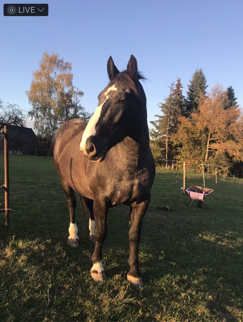 Schweres Warmblut Noriker Mix, Christin Fischer, Pferd kaufen, Großschirma , Abbildung 3