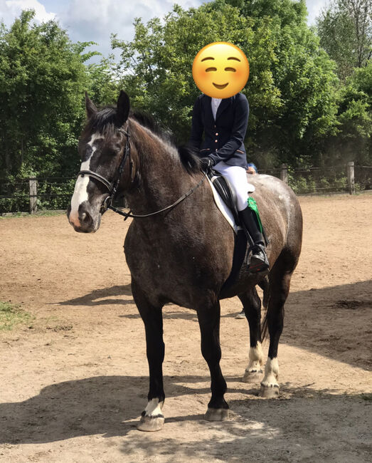 Schweres Warmblut Noriker Mix, Christin Fischer, Pferd kaufen, Großschirma 