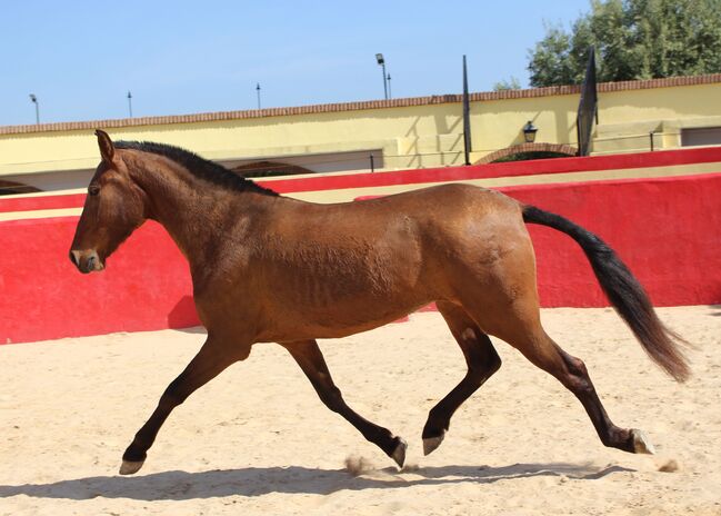 Schwungvolle PRE Stute für Zucht und Freizeitreiten, ISPA - Iberische Sportpferde Agentur (ISPA - Iberische Sportpferde Agentur), Pferd kaufen, Bedburg, Abbildung 7