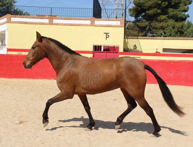 Schwungvolle PRE Stute für Zucht und Freizeitreiten, ISPA - Iberische Sportpferde Agentur (ISPA - Iberische Sportpferde Agentur), Pferd kaufen, Bedburg, Abbildung 2
