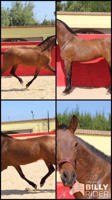 Schwungvolle PRE Stute für Zucht und Freizeitreiten, ISPA - Iberische Sportpferde Agentur (ISPA - Iberische Sportpferde Agentur), Pferd kaufen, Bedburg, Abbildung 11