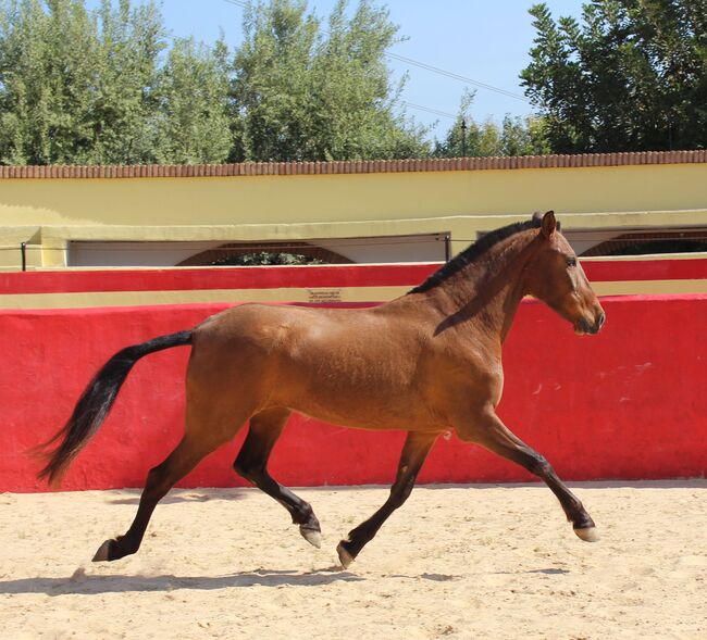 Schwungvolle PRE Stute für Zucht und Freizeitreiten, ISPA - Iberische Sportpferde Agentur (ISPA - Iberische Sportpferde Agentur), Pferd kaufen, Bedburg