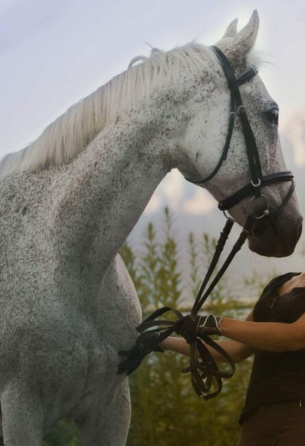 Suche Lebensplatz, Nadine Wilhelm , Horses For Sale, Silz