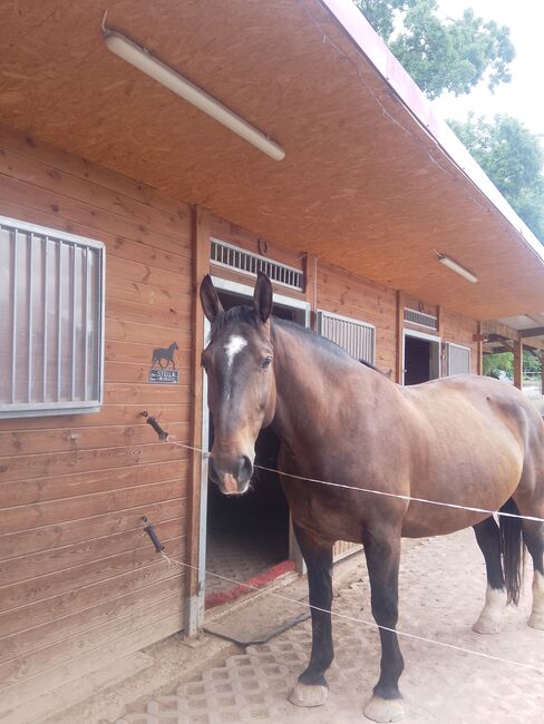 !!!Suche!!!Pferd zur Verfügung!!!, Jennifer K. , Horses For Sale, Arnstadt, Image 2