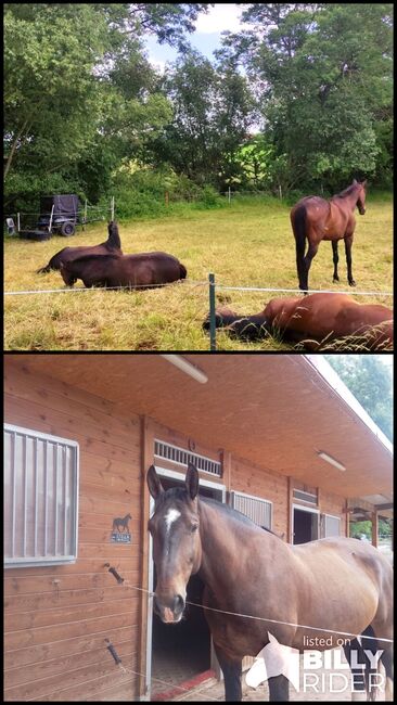 !!!Suche!!!Pferd zur Verfügung!!!, Jennifer K. , Horses For Sale, Arnstadt, Image 3