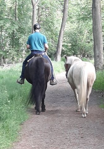 SUCHE in 41542 Western erfahrene Reitbeteiligung 2x wö für lieben Appi-Mix, CPR Ranch, Horse Sharing, Dormagen, Image 3