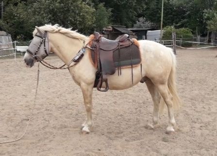 SUCHE in 41542 Western erfahrene Reitbeteiligung 2x wö für lieben Appi-Mix, CPR Ranch, Horse Sharing, Dormagen