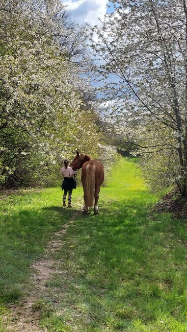 Suche Freizeitpferd, Pauline, Horses For Sale, Bonn