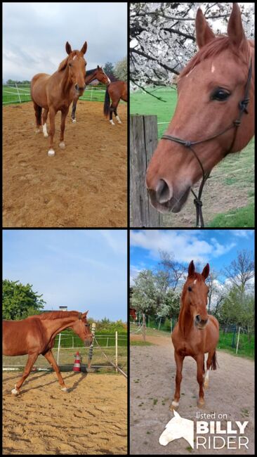 Suche Narestoria, Tina, Horses For Sale, Döbeln, Image 5