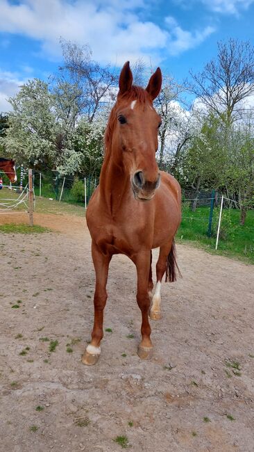 Suche Narestoria, Tina, Horses For Sale, Döbeln, Image 2