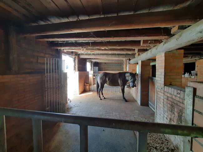 SUCHE eine Beisteller Stute, Westernrasse bzw. ähnliche Größe, bis 10 Jahre, Ulrike Bernhard, Horses For Sale, Niklasdorf, Image 2