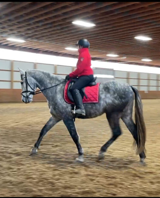 Searching for Passier Compact Comfort Saddle, Passier  Compact Comfort, Lucinda Dorsey, Siodła ujeżdżeniowe, West Newton 