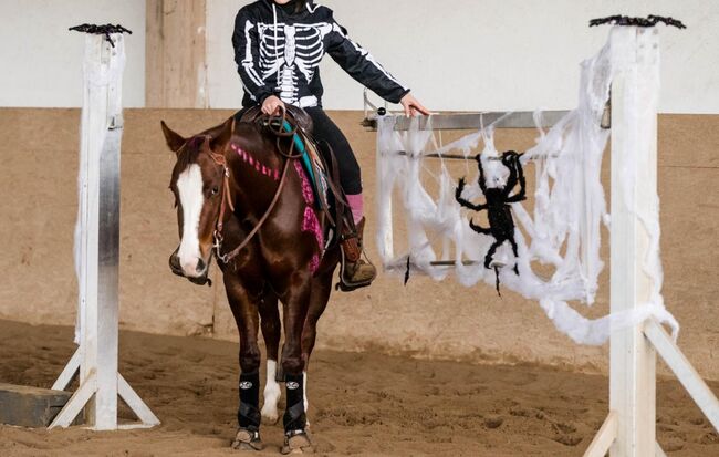 sehr coole und talentierte Paint Horse Stute, Kerstin Rehbehn (Pferdemarketing Ost), Pferd kaufen, Nienburg, Abbildung 2