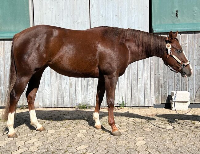 sehr coole und talentierte Paint Horse Stute, Kerstin Rehbehn (Pferdemarketing Ost), Pferd kaufen, Nienburg, Abbildung 9