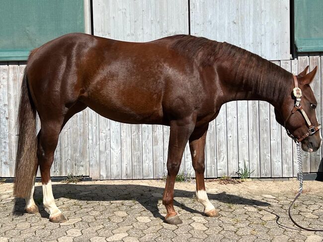 sehr coole und talentierte Paint Horse Stute, Kerstin Rehbehn (Pferdemarketing Ost), Pferd kaufen, Nienburg, Abbildung 10