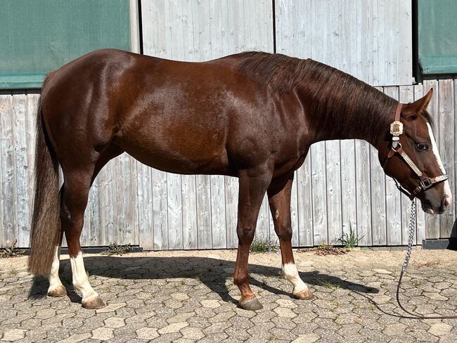 sehr coole und talentierte Paint Horse Stute, Kerstin Rehbehn (Pferdemarketing Ost), Pferd kaufen, Nienburg, Abbildung 11