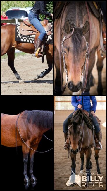 sehr feine und brave Quarter Horse Stute, Kerstin Rehbehn (Pferdemarketing Ost), Pferd kaufen, Nienburg, Abbildung 6