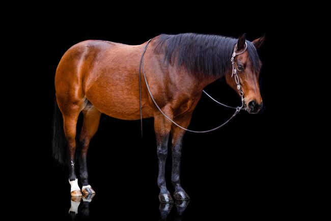 sehr feine und brave Quarter Horse Stute, Kerstin Rehbehn (Pferdemarketing Ost), Pferd kaufen, Nienburg, Abbildung 3