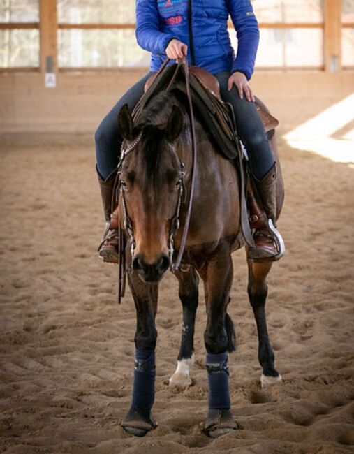 sehr feine und brave Quarter Horse Stute, Kerstin Rehbehn (Pferdemarketing Ost), Pferd kaufen, Nienburg, Abbildung 4