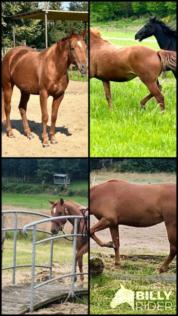 Sehr gut entwickelte, absolut liebe Quarter Horse Stute, Kerstin Rehbehn (Pferdemarketing Ost), Pferd kaufen, Nienburg, Abbildung 11