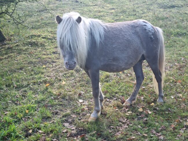 Sehr hübsche Partbredshetland Stute in Rappsilber Tiger, Nadine  (Shettyzucht Frechdachs ), Pferd kaufen, Heringen