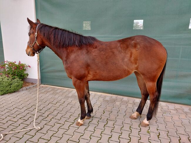 sehr korrekte Quarter Horse Stute, Kerstin Rehbehn (Pferdemarketing Ost), Pferd kaufen, Nienburg, Abbildung 5