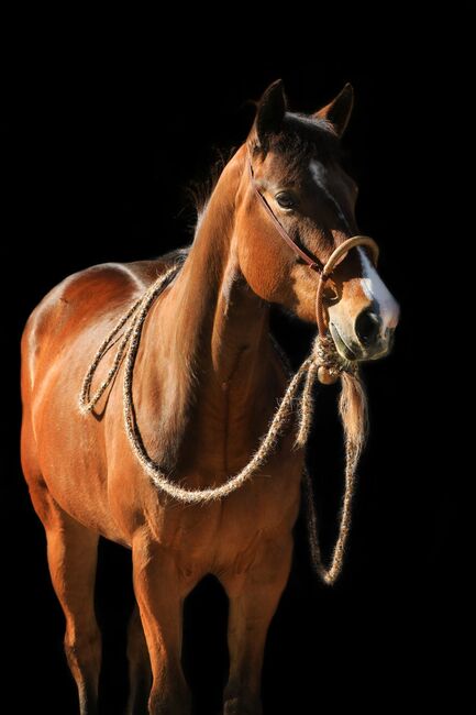 sehr korrekte Quarter Horse Stute, Kerstin Rehbehn (Pferdemarketing Ost), Pferd kaufen, Nienburg, Abbildung 2