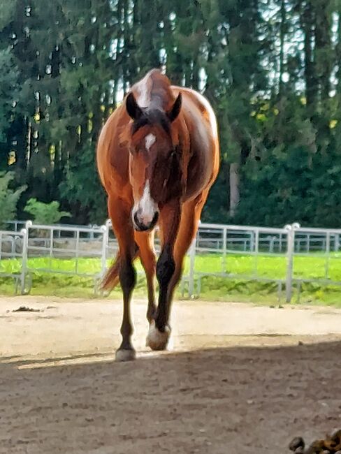 sehr korrekte Quarter Horse Stute, Kerstin Rehbehn (Pferdemarketing Ost), Pferd kaufen, Nienburg, Abbildung 4