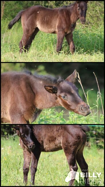 Sehr kräftige, blue roan Paint Horse Stute, Kerstin Rehbehn (Pferdemarketing Ost), Pferd kaufen, Nienburg, Abbildung 4