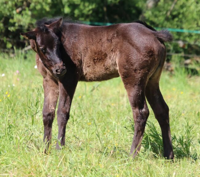 Sehr kräftige, blue roan Paint Horse Stute, Kerstin Rehbehn (Pferdemarketing Ost), Pferd kaufen, Nienburg, Abbildung 3