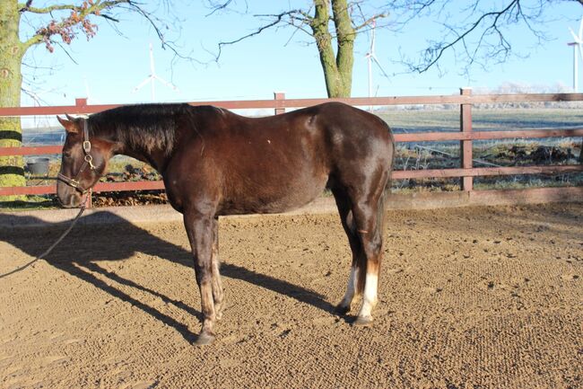 Sehr lieber Quarter Horse Wallach von Shiners Voodoo, Kerstin Rehbehn (Pferdemarketing Ost), Pferd kaufen, Nienburg, Abbildung 3