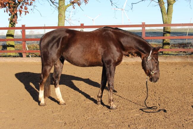 Sehr lieber Quarter Horse Wallach von Shiners Voodoo, Kerstin Rehbehn (Pferdemarketing Ost), Pferd kaufen, Nienburg, Abbildung 4