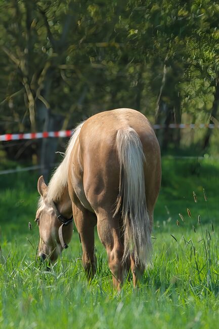Sehr menschenbezogener, lieber Quarter Horse Hengst in toller Optik, Kerstin Rehbehn (Pferdemarketing Ost), Pferd kaufen, Nienburg, Abbildung 3