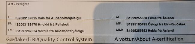 Sehr nette Islandstute mit guter Abstammung und schönen Gängen aus 2013 gegen Schutzgebühr als Beist, Martina Holz, Pferd kaufen, Nauen/ OT Markee, Abbildung 6