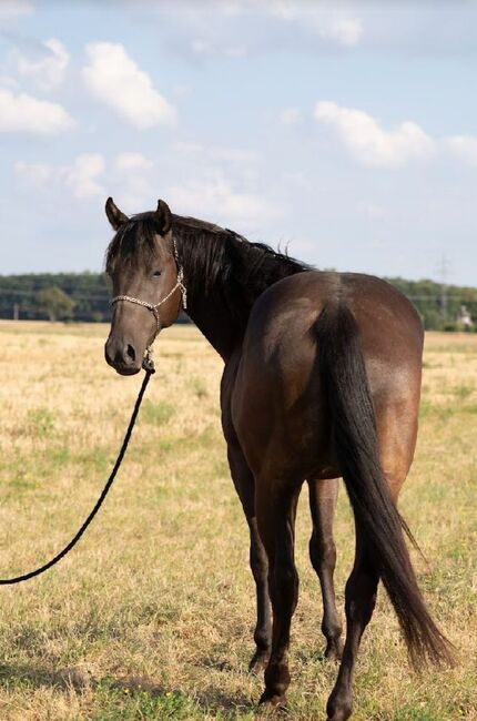 sehr verschmuster, bildhübscher Quarter Horse Wallach, Kerstin Rehbehn (Pferdemarketing Ost), Pferd kaufen, Nienburg, Abbildung 4