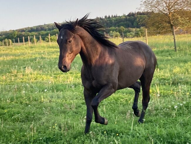 sehr verschmuster, bildhübscher Quarter Horse Wallach, Kerstin Rehbehn (Pferdemarketing Ost), Pferd kaufen, Nienburg, Abbildung 8