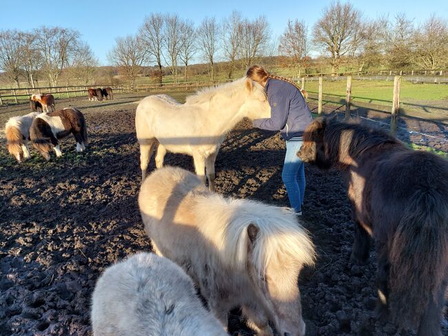 Sehr zutraulicher Quarterpony Hengstjährling sucht liebevolles Zuhause, A.Kresse , Pferd kaufen, Albersdorf 