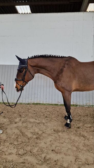 Self-confident, bright and beautiful my 16 year old gelding, Ihor , Pferd kaufen, Ovelgonne, Abbildung 2