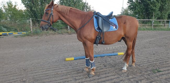 Verkaufe geliebten Dressursattel wegen Neuanschaffung/17 Zoll, Ivr Jc Collection, Lara Burdach , Dressage Saddle, Falkensee, Image 5