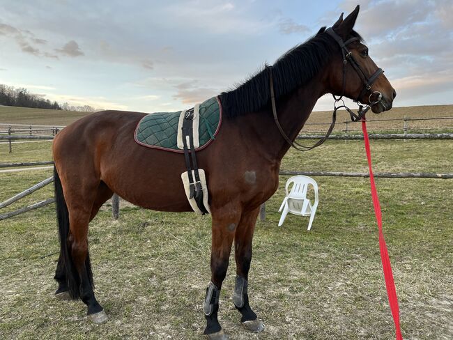 Verkaufe meine liebe braune Stute Csoki, Ida-Katarina Koller, Horses For Sale, Karnabunn , Image 5