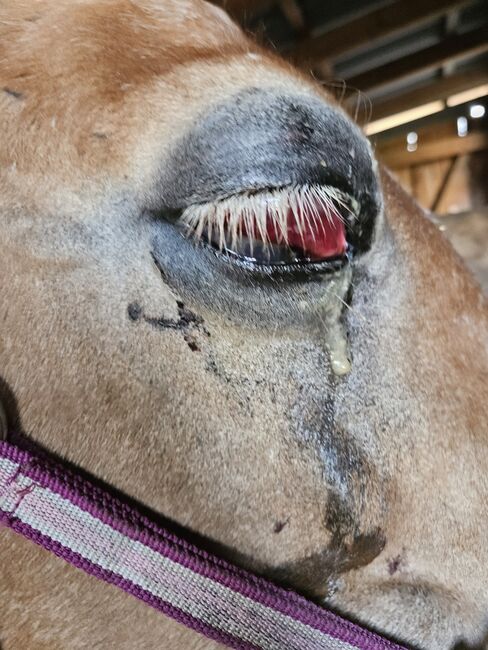 Verkaufe haflinger stute, Nicole , Horses For Sale, Böheimkirchen, Image 18