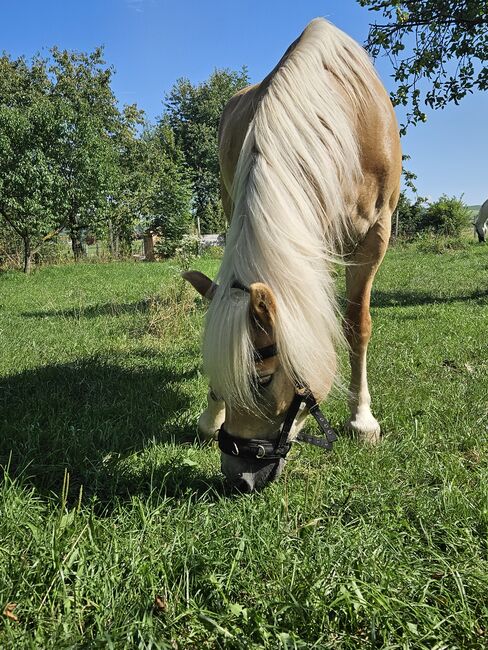 Verkaufe haflinger stute, Nicole , Horses For Sale, Böheimkirchen, Image 14