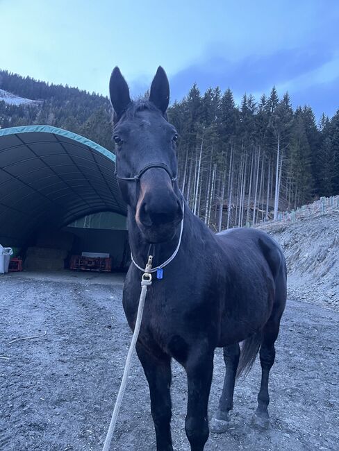 Verkaufe Schweren Herzens meine Stute, Jasmin , Horses For Sale, Breitenau 