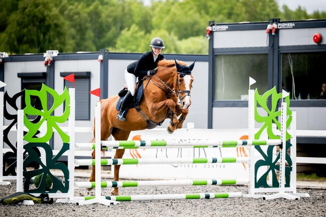 Sprzedam super klacz profesor, Geneza M, Horses For Sale, Skoczow 