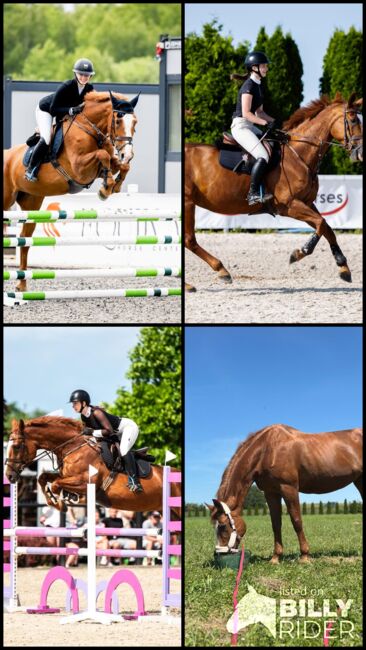 Sprzedam super klacz profesor, Geneza M, Horses For Sale, Skoczow , Image 9
