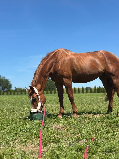 Sprzedam super klacz profesor, Geneza M, Horses For Sale, Skoczow , Image 6