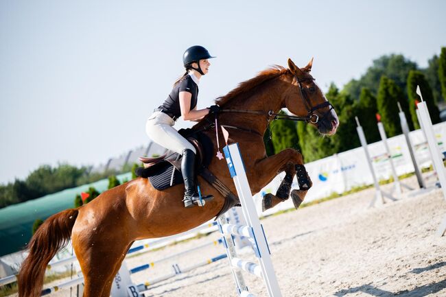 Sprzedam super klacz profesor, Geneza M, Horses For Sale, Skoczow , Image 2